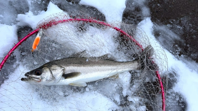 冬の釣り場で釣ったシーバス