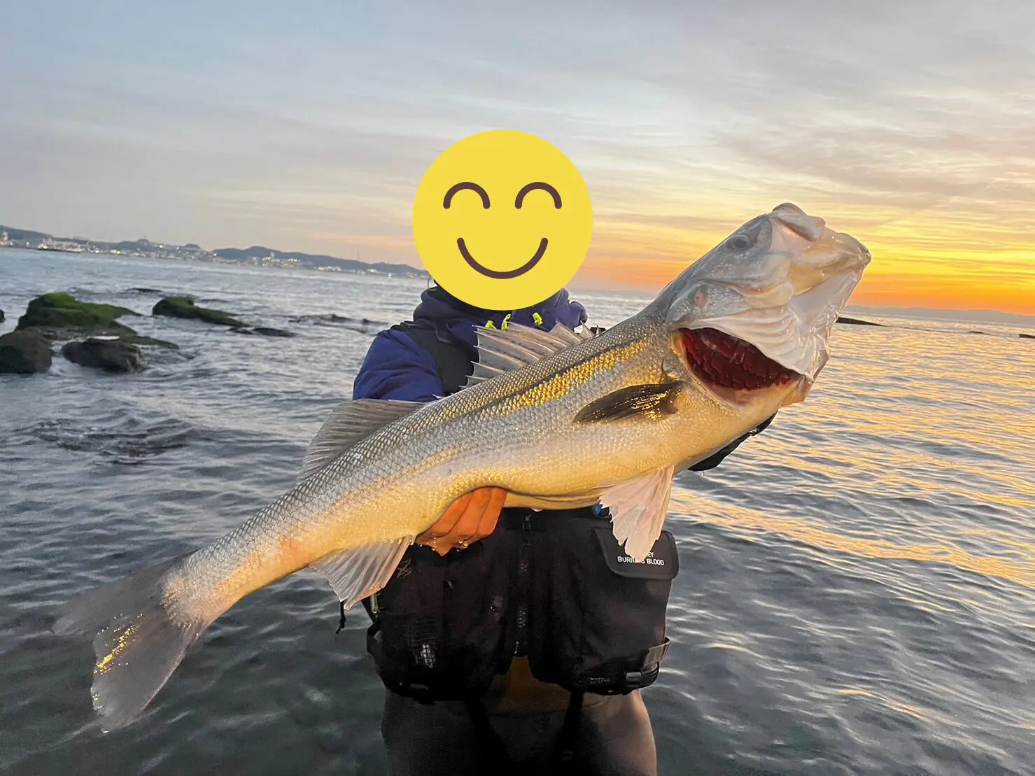 初心者向きのシーバスルアーで釣れたシーバス