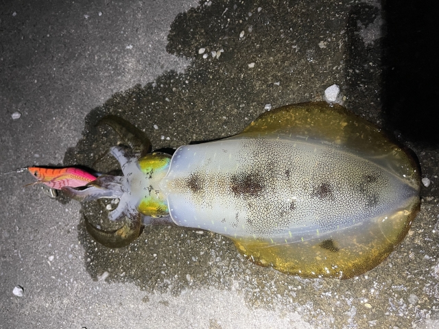 夜のエギングで釣れたアオリイカ