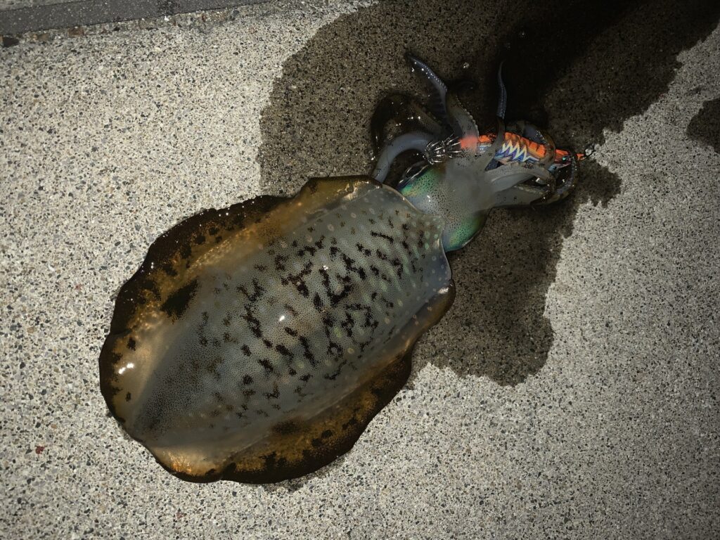 夜エギング最強エギで釣れたアオリイカ