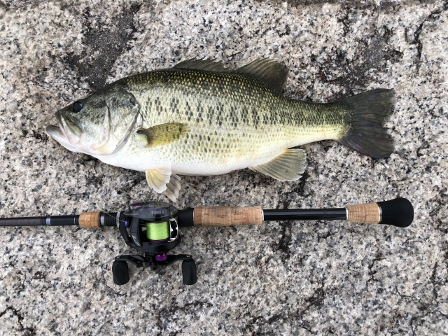 秋に琵琶湖で釣った55センチのバス