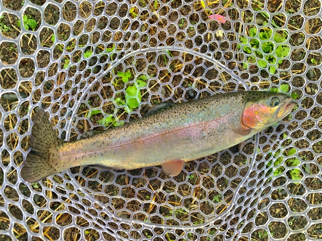 管理釣り場で釣ったニジマス