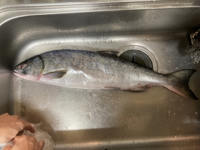 釣って帰ったアキアジ