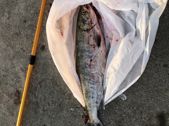 釣り上げたアキアジ
