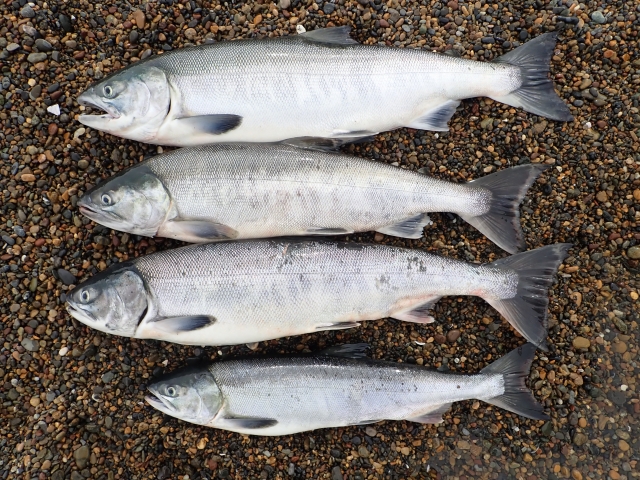 釣れたアキアジ