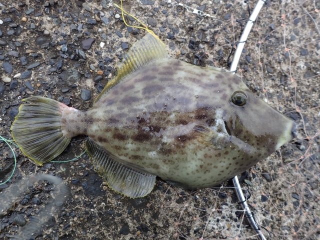 釣れたカワハギ