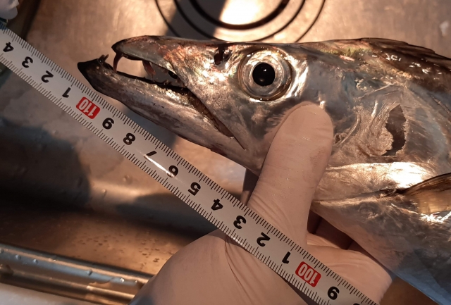 釣れた大型タチウオ