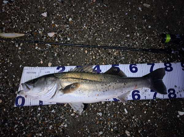 カゲロウで釣れたコンディション抜群のシーバス