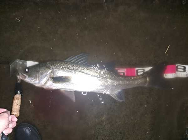 フィッシュグリップで掴んだ大型シーバス