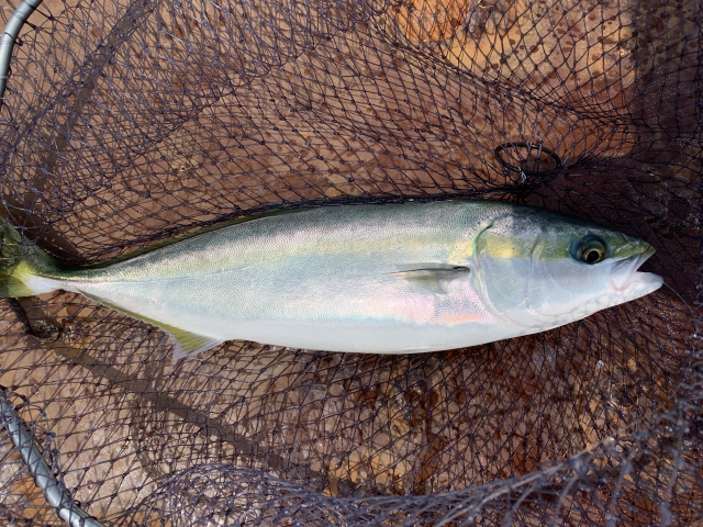 ライトショアジギングで釣れたイナダ