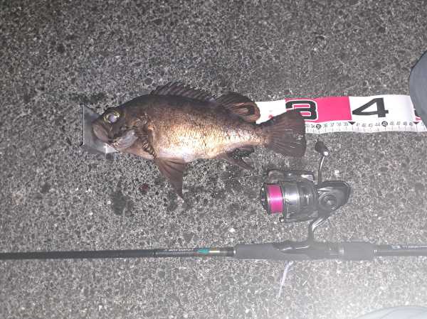 最強のメバリングルアーで釣った尺メバル