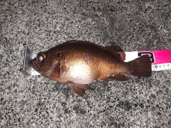 メバリング最強ルアーで釣れた尺メバル