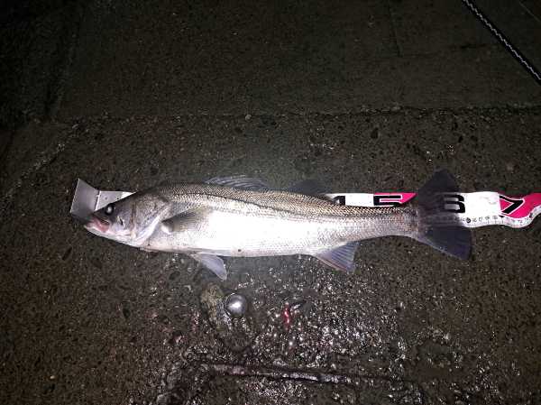 利根川で釣ったシーバス