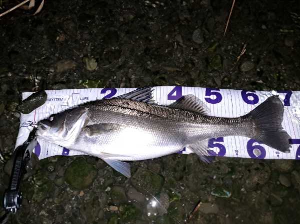 河で冬に釣った太ったシーバス