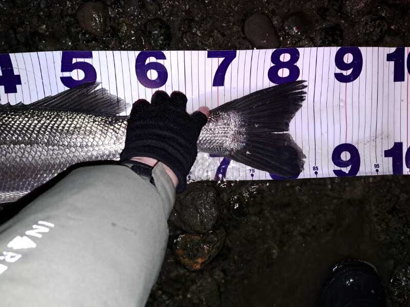 インナーグローブをつけて釣りをした時の写真