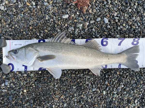 見つけたら即買いルアーで釣れたランカーシーバス