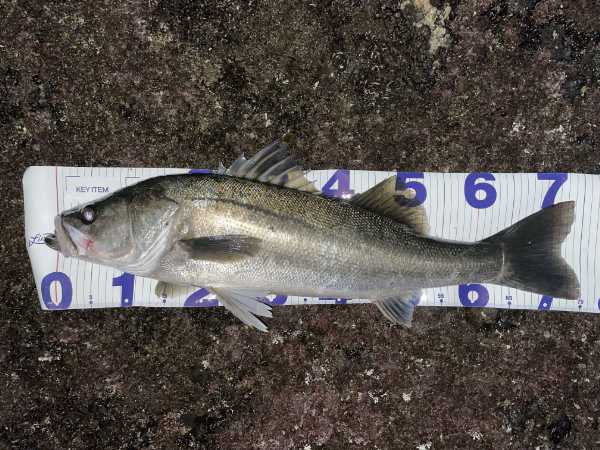 冬の磯で釣れた太いシーバス