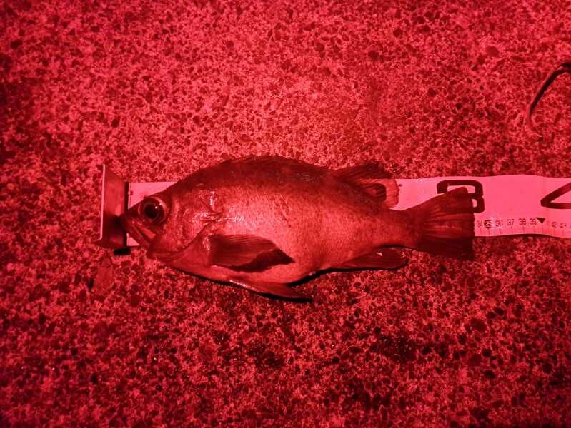 ガルプ！で釣れた尺メバル