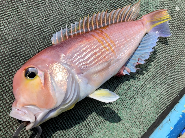 アマダイロッドで釣ったアマダイ