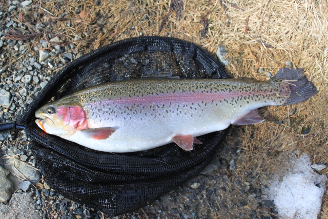 エリアトラウトで釣れたニジマス