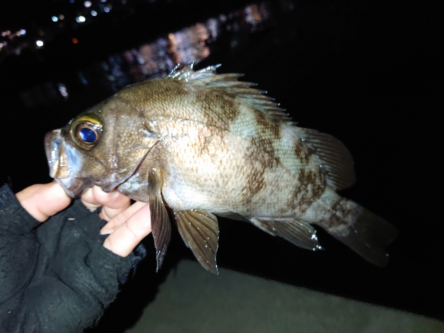 グローブを着けてアジング・メバリング