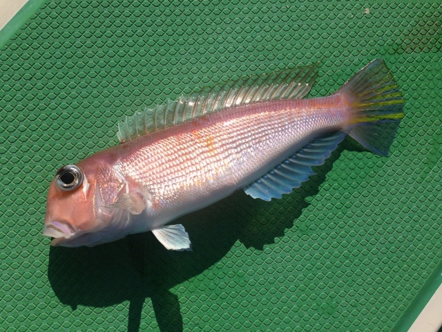船で釣ったアカアマダイ