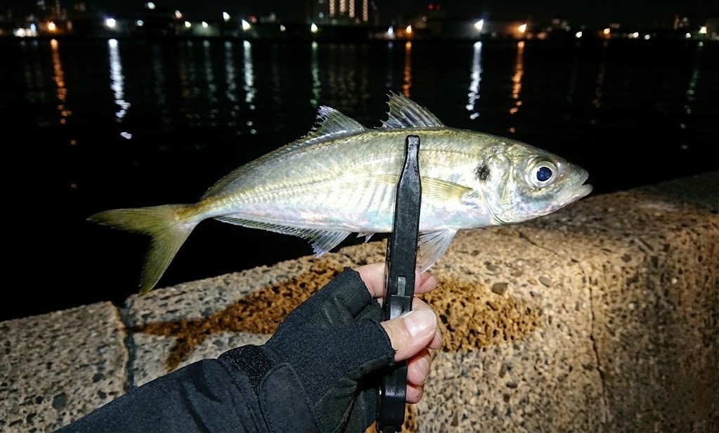 シマノのアジングリールを使って釣ったアジ