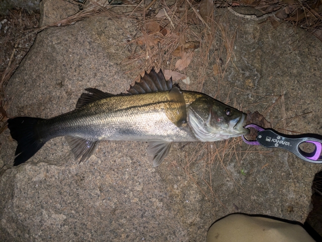 バチ抜けで釣れたシーバス