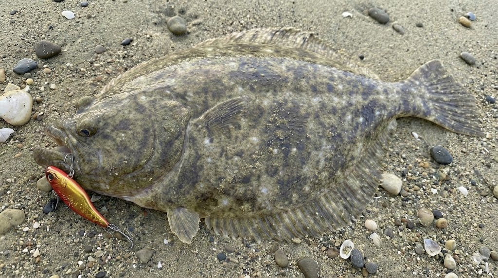レンジバイブで釣ったヒラメ