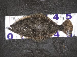 ヒラメ太郎さんが2024-02-10に湘南サーフでリンバー115Sを使って釣ったヒラメ53cmの釣果写真