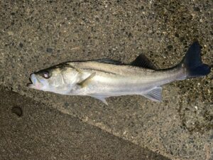 たごしょんさんが2026-08-08に涸沼でハダラトラップ 70を使って釣ったシーバス　55cmの釣果写真