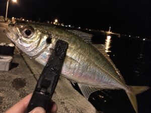 アジング好きさんが2026-09-12に広島県の漁港でメジャークラフト 鯵道5Gを使って釣ったアジ 25cmの釣果写真
