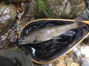マス好きさんが2026-08-23に新潟県 魚沼市・破間川でDコンタクトを使って釣ったイワナ 30cmの釣果写真